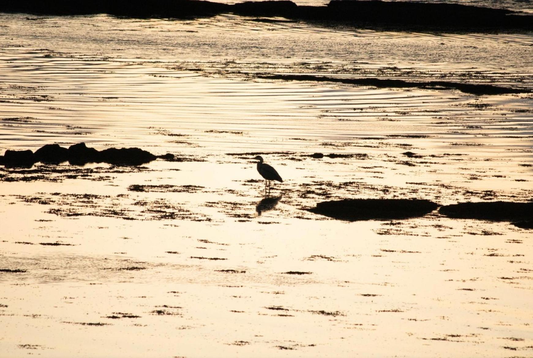 Waterloo Sunset Daire Breakish Dış mekan fotoğraf